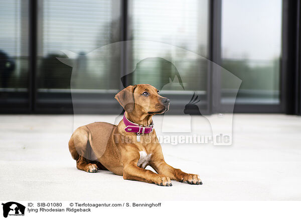 liegender Rhodesian Ridgeback / lying Rhodesian Ridgeback / SIB-01080