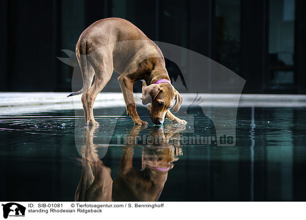 stehender Rhodesian Ridgeback / standing Rhodesian Ridgeback / SIB-01081