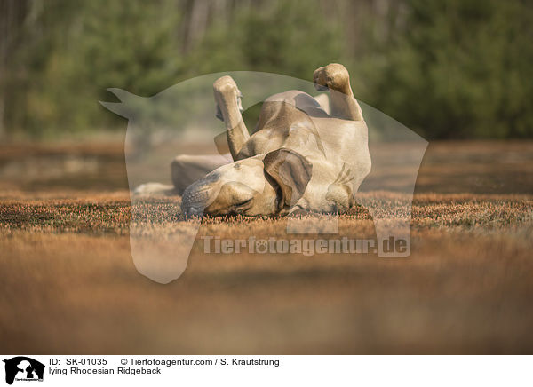 liegender Rhodesian Ridgeback / lying Rhodesian Ridgeback / SK-01035