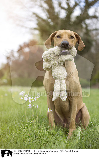sitzender Rhodesian Ridgeback / sitting Rhodesian Ridgeback / SK-01049
