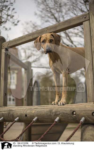 stehender Rhodesian Ridgeback / standing Rhodesian Ridgeback / SK-01058