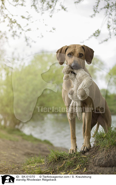 stehender Rhodesian Ridgeback / standig Rhodesian Ridgeback / SK-01070