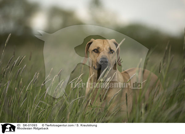 Rhodesian Ridgeback / Rhodesian Ridgeback / SK-01093