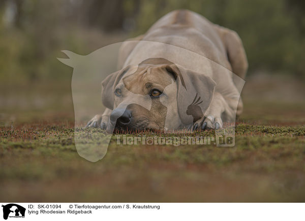 liegender Rhodesian Ridgeback / lying Rhodesian Ridgeback / SK-01094