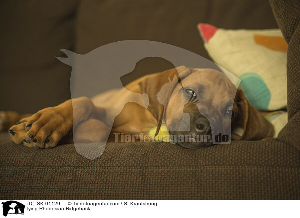 liegender Rhodesian Ridgeback / lying Rhodesian Ridgeback / SK-01129