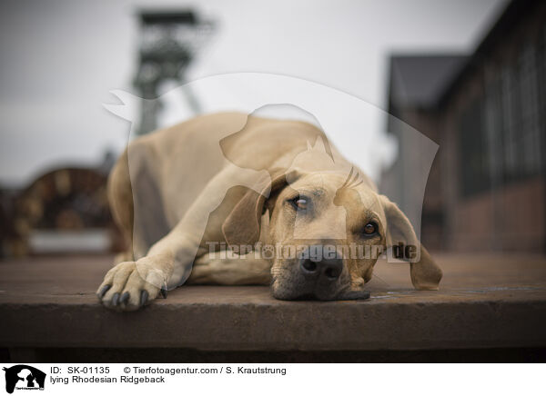 liegender Rhodesian Ridgeback / lying Rhodesian Ridgeback / SK-01135