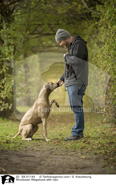 Rhodesian Ridgeback mit Mann / Rhodesian Ridgeback with man / SK-01144