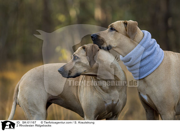 2 Rhodesian Ridgebacks / 2 Rhodesian Ridgebacks / SK-01167