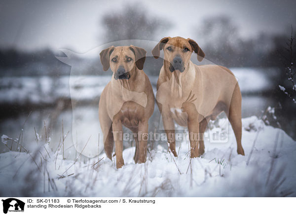 stehende Rhodesian Ridgebacks / standing Rhodesian Ridgebacks / SK-01183
