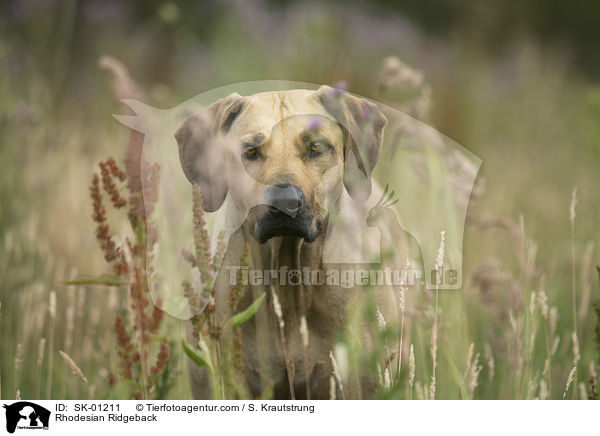 Rhodesian Ridgeback / Rhodesian Ridgeback / SK-01211