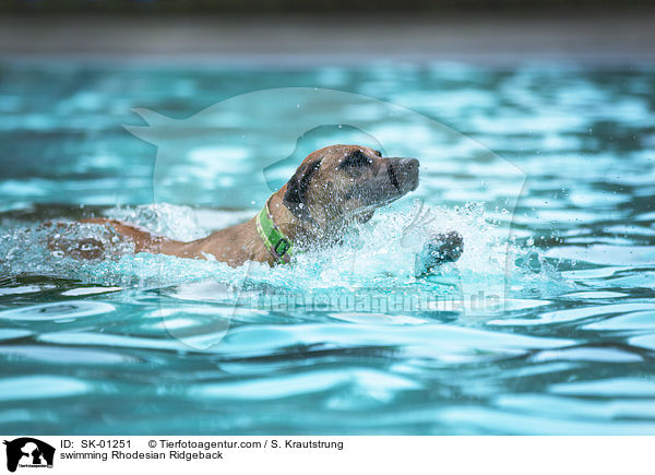schwimmender Rhodesian Ridgeback / swimming Rhodesian Ridgeback / SK-01251