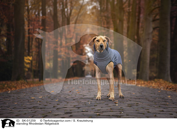 stehender Rhodesian Ridgeback / standing Rhodesian Ridgeback / SK-01259