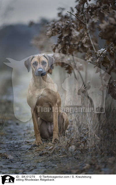 sitzender Rhodesian Ridgeback / sitting Rhodesian Ridgeback / SK-01279