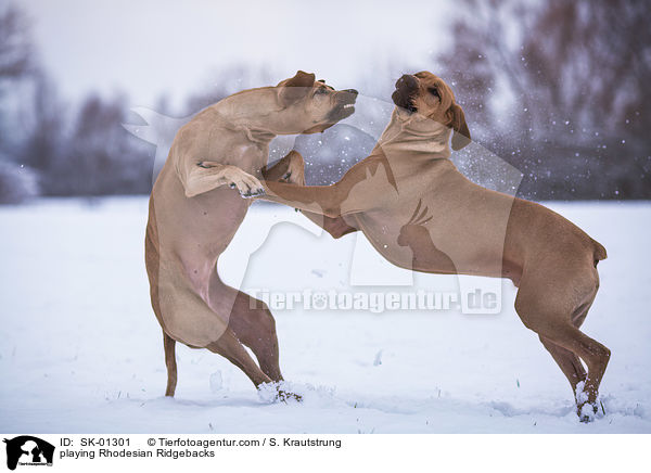 spielende Rhodesian Ridgebacks / playing Rhodesian Ridgebacks / SK-01301