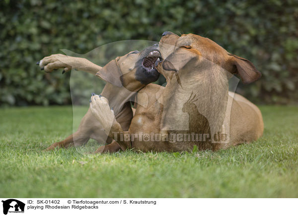 spielende Rhodesian Ridgebacks / playing Rhodesian Ridgebacks / SK-01402