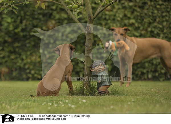Rhodesian Ridgeback mit Junghund / Rhodesian Ridgeback with young dog / SK-01438