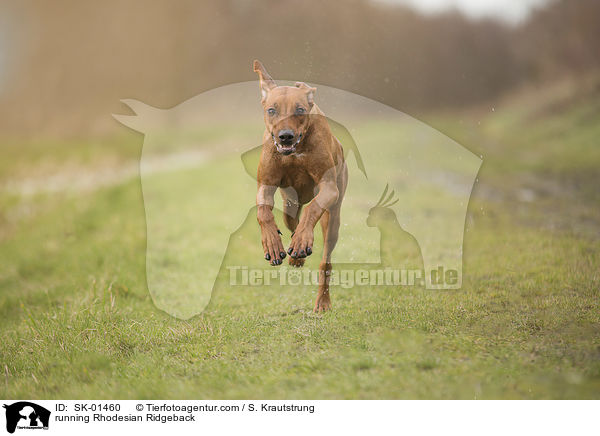 rennender Rhodesian Ridgeback / running Rhodesian Ridgeback / SK-01460