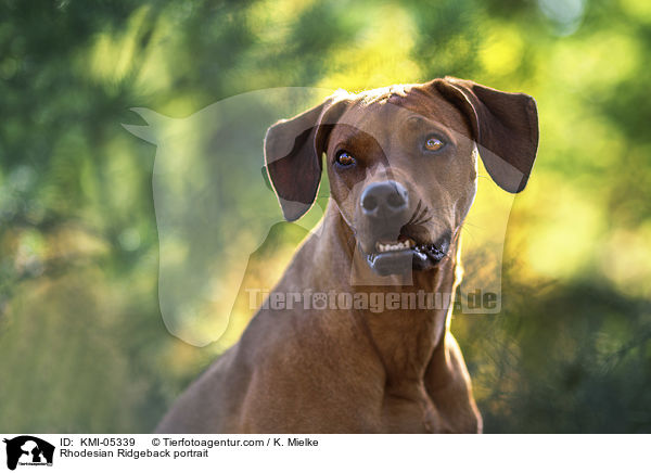 Rhodesian Ridgeback Portrait / Rhodesian Ridgeback portrait / KMI-05339