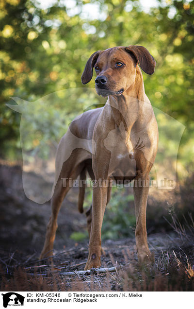 stehender Rhodesian Ridgeback / standing Rhodesian Ridgeback / KMI-05346