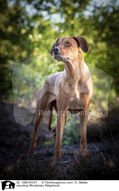 stehender Rhodesian Ridgeback / standing Rhodesian Ridgeback / KMI-05347