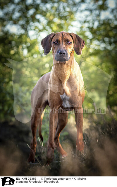 stehender Rhodesian Ridgeback / standing Rhodesian Ridgeback / KMI-05365