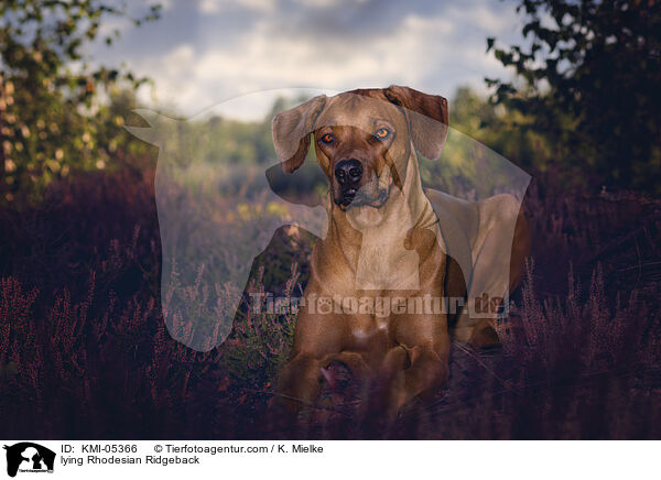 liegender Rhodesian Ridgeback / lying Rhodesian Ridgeback / KMI-05366