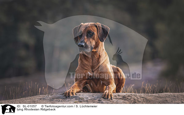 liegender Rhodesian Ridgeback / lying Rhodesian Ridgeback / SL-01057