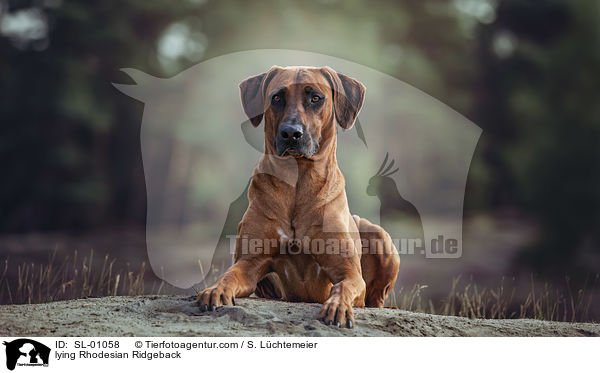 liegender Rhodesian Ridgeback / lying Rhodesian Ridgeback / SL-01058