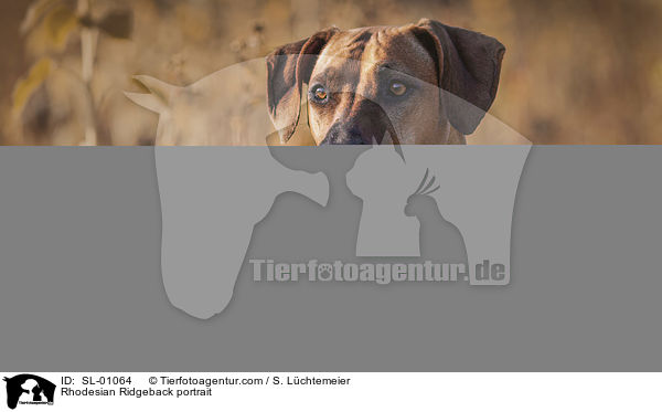 Rhodesian Ridgeback Portrait / Rhodesian Ridgeback portrait / SL-01064