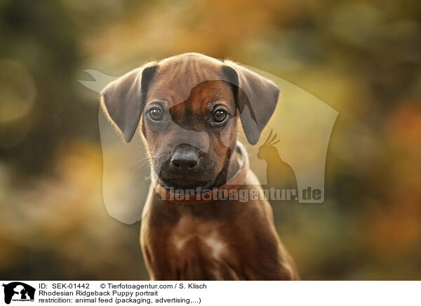 Rhodesian Ridgeback Welpe Portrait / Rhodesian Ridgeback Puppy portrait / SEK-01442