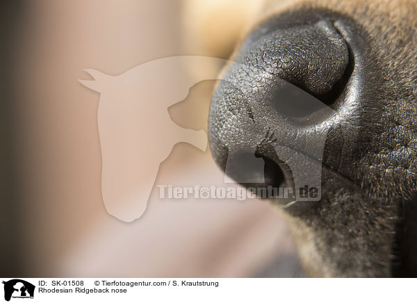 Rhodesian Ridgeback Nase / Rhodesian Ridgeback nose / SK-01508
