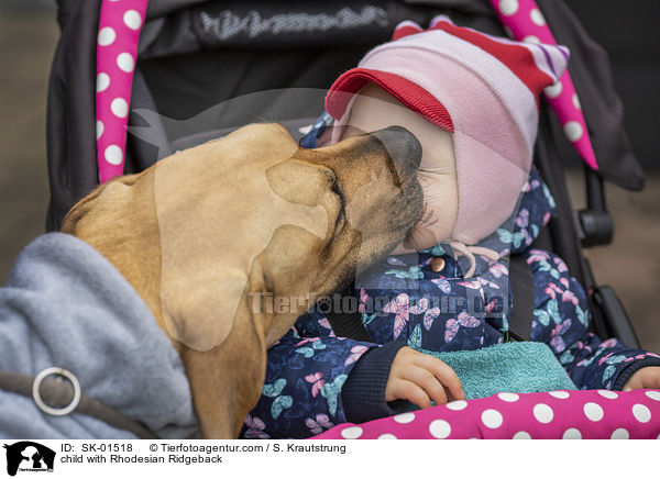Kind mit Rhodesian Ridgeback / child with Rhodesian Ridgeback / SK-01518