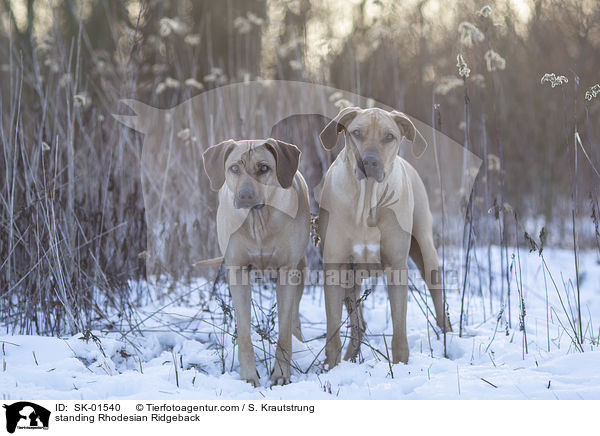 stehende Rhodesian Ridgeback / standing Rhodesian Ridgeback / SK-01540