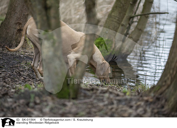 stehender Rhodesian Ridgeback / standing Rhodesian Ridgeback / SK-01564