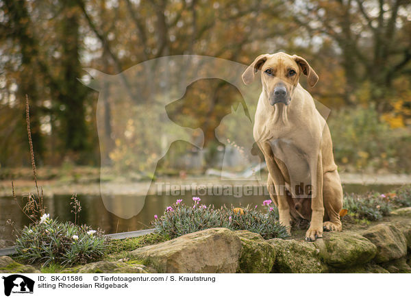 sitzender Rhodesian Ridgeback / sitting Rhodesian Ridgeback / SK-01586