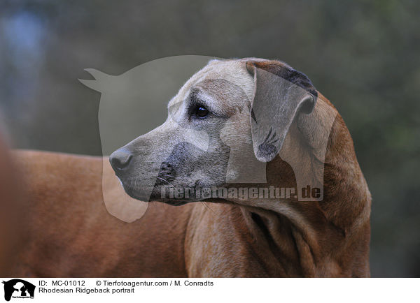 Rhodesian Ridgeback Portrait / Rhodesian Ridgeback portrait / MC-01012