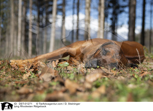 liegender Rhodesian Ridgeback / lying Rhodesian Ridgeback / DST-01271