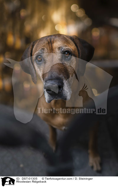 Rhodesian Ridgeback / Rhodesian Ridgeback / DST-01305