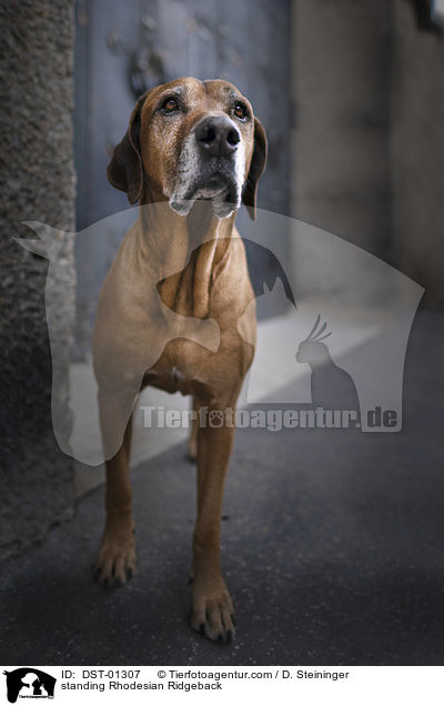 stehender Rhodesian Ridgeback / standing Rhodesian Ridgeback / DST-01307