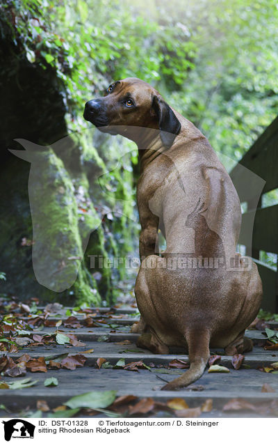 sitzender Rhodesian Ridgeback / sitting Rhodesian Ridgeback / DST-01328