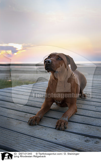 liegender Rhodesian Ridgeback / lying Rhodesian Ridgeback / DST-01340