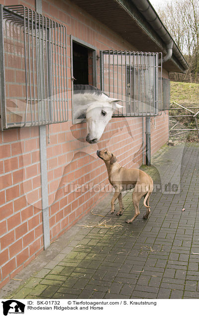 Rhodesian Ridgeback und Pferd / Rhodesian Ridgeback and Horse / SK-01732