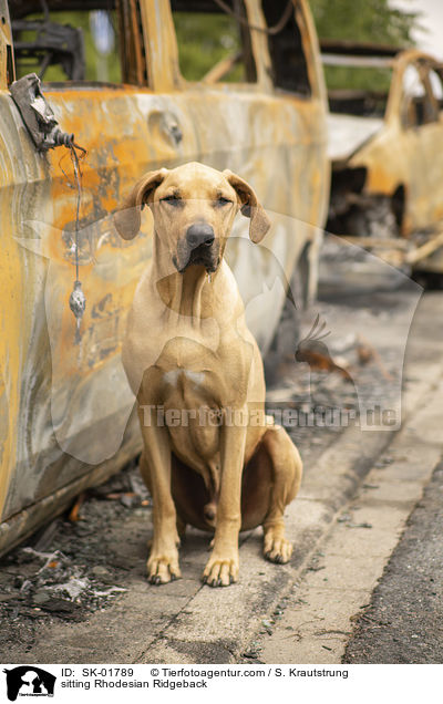 sitzender Rhodesian Ridgeback / sitting Rhodesian Ridgeback / SK-01789