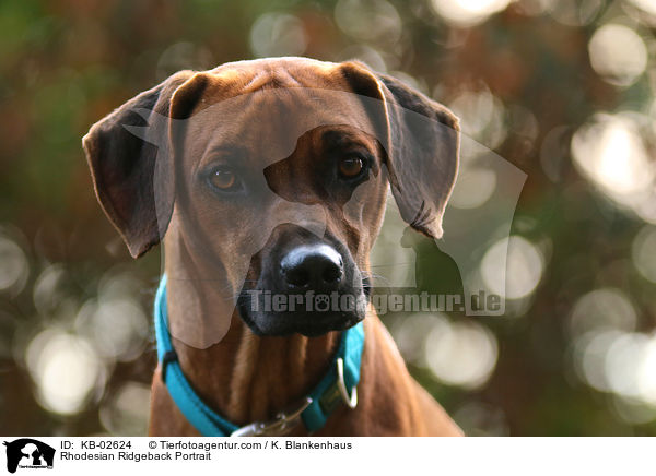 Rhodesian Ridgeback Portrait / Rhodesian Ridgeback Portrait / KB-02624