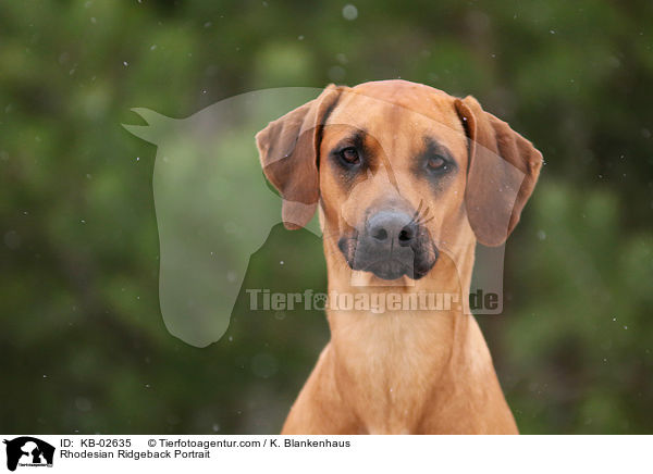 Rhodesian Ridgeback Portrait / Rhodesian Ridgeback Portrait / KB-02635