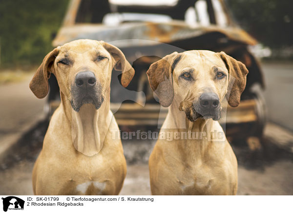 2 Rhodesian Ridgebacks / 2 Rhodesian Ridgebacks / SK-01799