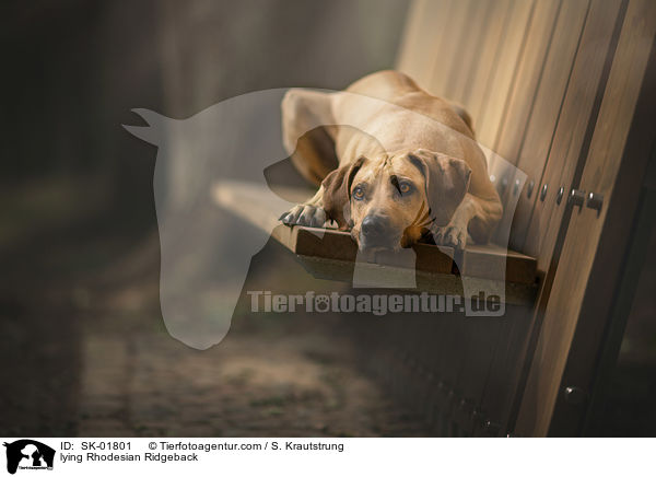 liegender Rhodesian Ridgeback / lying Rhodesian Ridgeback / SK-01801