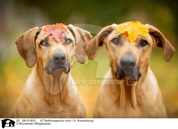 2 Rhodesian Ridgebacks / 2 Rhodesian Ridgebacks / SK-01803