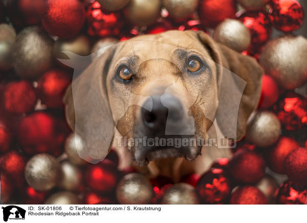 Rhodesian Ridgeback Portrait / Rhodesian Ridgeback Portrait / SK-01806