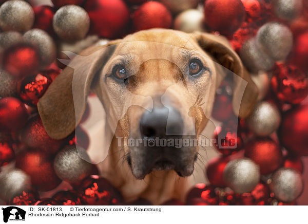 Rhodesian Ridgeback Portrait / Rhodesian Ridgeback Portrait / SK-01813
